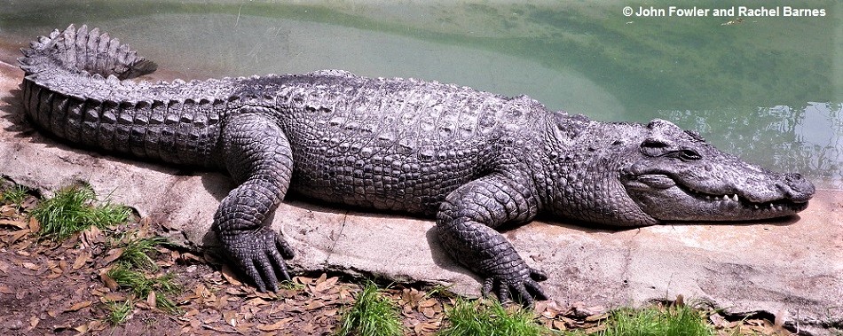 Siamese Crocodile Crocodylus siamensis